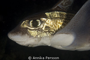 The rabbit fish (Chimaera monstrosa) is common at depths ... by Annika Persson 